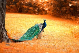 猛龙力克湖人！西亚卡姆关键时刻稳定发挥